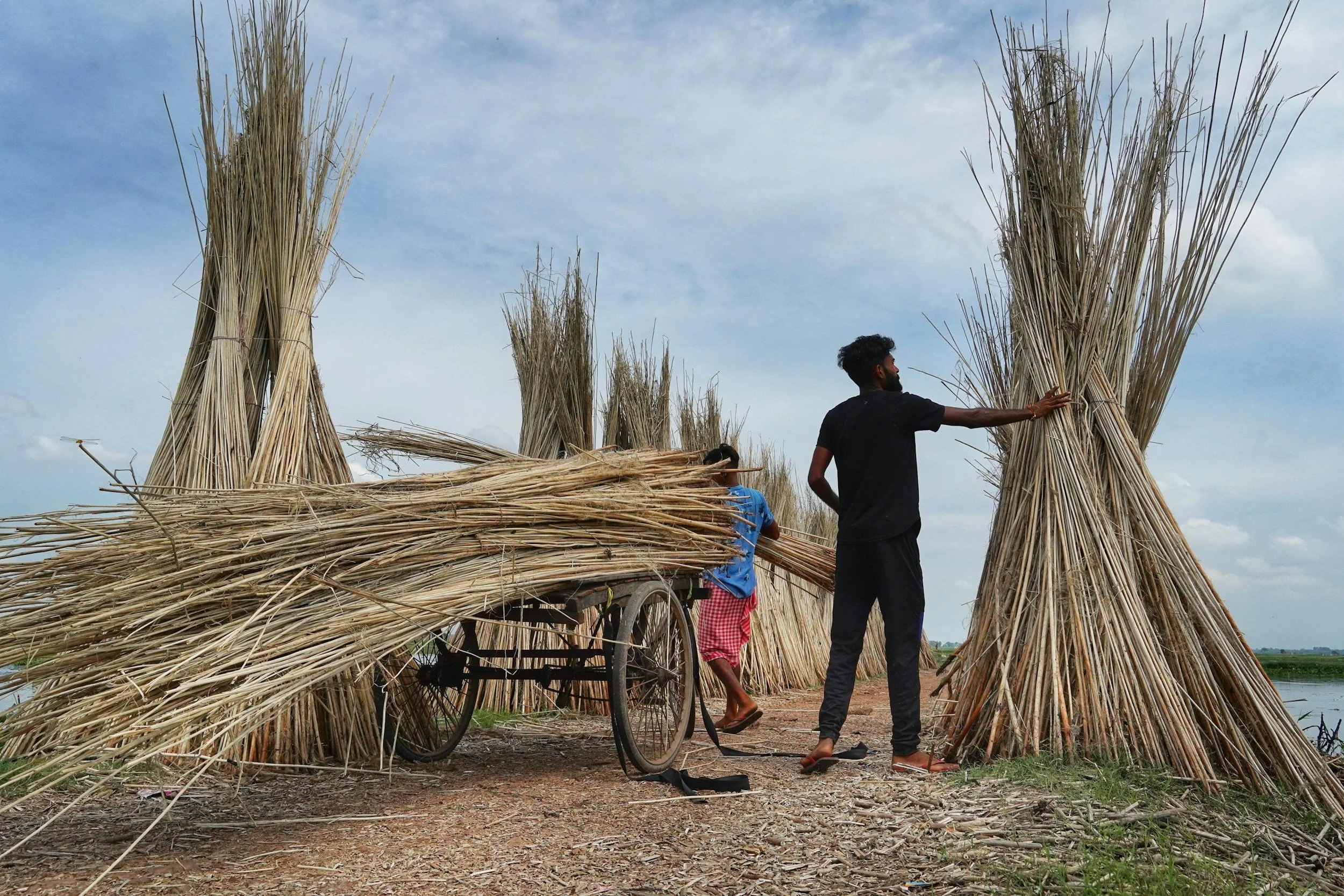 Cabinet Raises Raw Jute MSP to Rs 5,925 for 2026-27